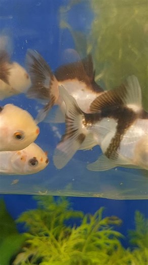 I've been fancy goldfish shopping this morning (like you do) and this is what I've come back with. Just getting used to their new tanks before we let them in. . #goldfish #oranda #fancygoldfish #pandaoranda #ranchu #coldwateraquarium #tricolour #rippleswaterlife | Ripples Waterlife, Shenstone