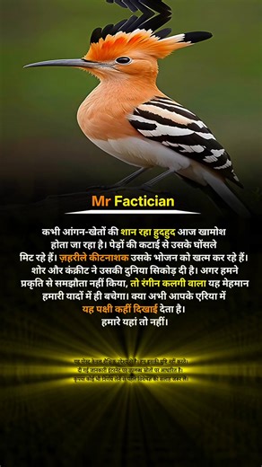 The Hud Hud bird is becoming extinct . . . #birds #birdlovers #hudhud #extinct #facts | RSR Facts