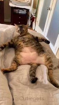 😆Watch These Chonky Cats Funny Moments😹#fatcats #chonkycat #chonk #funnycats #catshorts #viral #cats