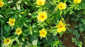 Damiana Flower (turnera diffusa) in tropical nature borneo