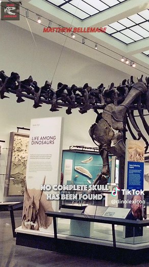 @DinoLexicon | Dinosaurs A to Z 🦕 Brontosaurus the famous thunder lizard that made a scientific comeback. 👉 Follow DinoLexicon for more dinosaur facts! 🦴 Once dismissed as just another Apatosaurus, Brontosaurus is now recognized by many paleontologists as a distinct genus based on detailed skeletal differences. 🌍 It lived 156 to 146 million years ago during the Late Jurassic in western North America, roaming river valleys and lush floodplains of the Morrison Formation. 📏 Growing up to 23 me