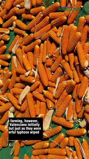 How one Ilocos farmer turned losses—and a free bag of corn seeds—into 10-ton harvests