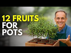 12 Easy Fruit Trees You Can Grow in Containers or Pots