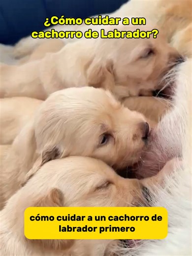 ¿Cómo cuidar a un cachorro de Labrador? #dog #doggo #dogtok #dogmom #dogsvideo #puppy #puppydog #puppysoftiktok #pets #petsoftiktok #labrador #labradorretriever #labradorpuppy #labradorsoftiktok #labradorlife