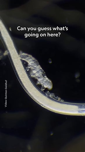 In Quinten Geldhof's footage of a baby tardigrade riding a nematode, small creatures make a big impression 📸 This video is part of the winning selections from the Nikon Small World #NikonSmallWorldInMotion competition. | National Geographic