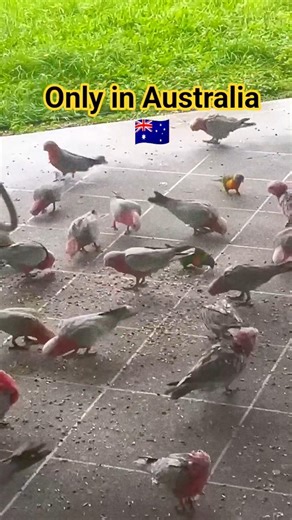 Australian Galah Cockatoo #galah #cockatoo #birds