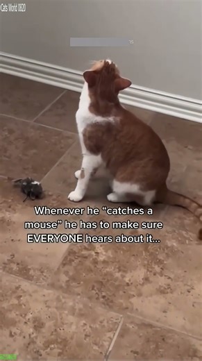 Epic Cat acts funny - Viral Entertainment 😱 OMG!