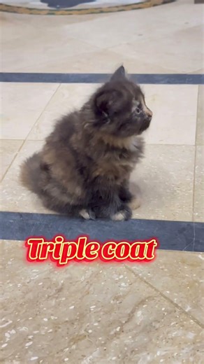 Calico kitten and mother triple coated