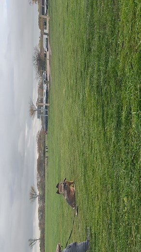Benji the GSD/Mali cross Different kind of session for Benji today; now we have him a little calmer, able to process instruction and take food outside, time for the real work to begin… Threshold work, counter-conditioning and giving Benji the opportunity to make some independent decisions — every other trainer has instructed to correct at the point of looking, but that’s wrong… How does Benji get to learn? Just two barks today, no big explosive reactions and meltdowns. Because he was afforded th