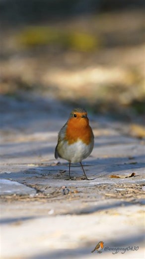 歐亞鴝 European Robin #birds #birdingparadise #wildlife #nature #4k #birdphotography #birdwatching