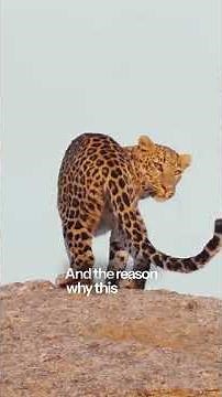 Ep 5 - The leopard village of India #travel #storytelling #jawaisafari