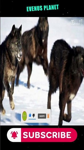 MELANISM - BLACK WOLF