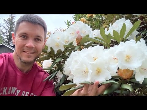 Rhododendron Garden Tour, Mother's Day 2024 | Flowers are Blooming at Kincaid's Nursery