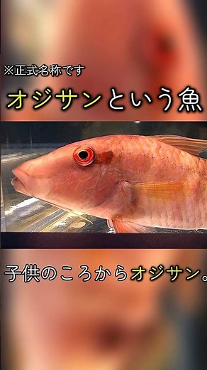 なんでこんな名前に？ “オジサン”と呼ばれる魚 #生き物 #魚 #自然