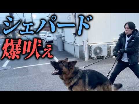 【ガチ実践】シェパードの散歩の爆吠え・他犬吠えを警察犬ドッグトレーナーが本気で訓練する