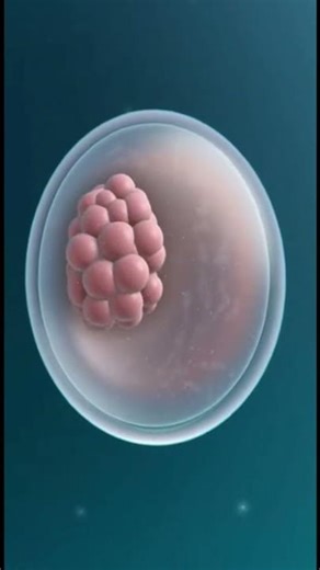 Embryo Development Day 1 to 5 (3D Medical Animation)