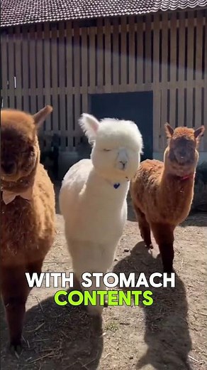 Why Do Llamas Spit at People? 😳🦙 #llama #animals #facts #shorts