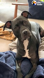 1.6M views · 59K reactions | Dog starts shaking with excitement when she hears her best friend's name — so their moms plan a sleepover that includes pink pajamas and Taco Bell  | The Dodo | Facebook