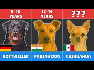 Lifespan of Different Dog Breeds 🐶 How Long Will Your Dog Live?