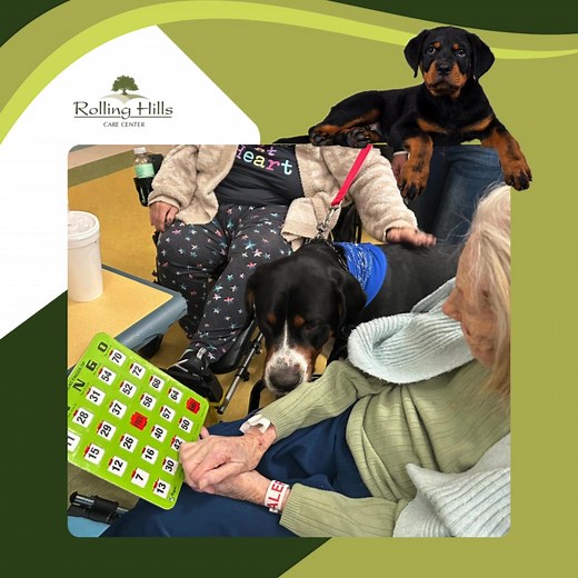 Everyone, say hello to Jace 🐾💙 He’s our newest therapy dog, and he’s already stealing hearts with his sweet personality and gentle spirit. Jace spent the day visiting residents, sharing cuddles, comfort, and plenty of smiles. We’re so excited to welcome him into our community and can’t wait for all the joy his visits will bring✨ #TherapyDog #WelcomeJace #ResidentJoy #HeartwarmingMoments #CommunityCare #SeniorLivingSmiles | Rolling Hills Care Center