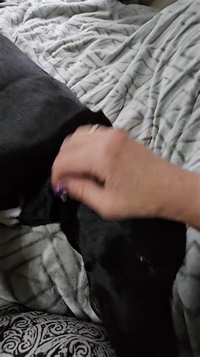 Trying to distract her with her ducky so I can study lol, but she prefers scratches to ducky! | Pookies Adventures