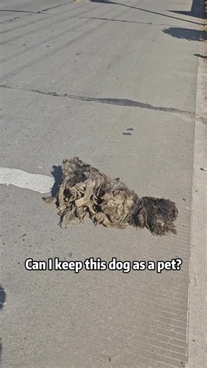 Have you seen the last type of dog?#science #popular #usa #dog | dog