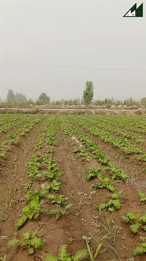 6.1K views · 128 reactions | sugarcane crop benifits of 4 foot sowing #sugarcanefarmer #sugarcane #sugarcaneseed #sugarmills #bossofsugarcane #کسان_دوست #maganeeze #msm | Madinah Sugar Mills | Facebook