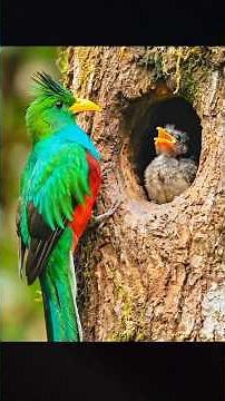 The Most Beautiful Bird on Earth? Resplendent Quetzal Full Life Cycle. #shorts