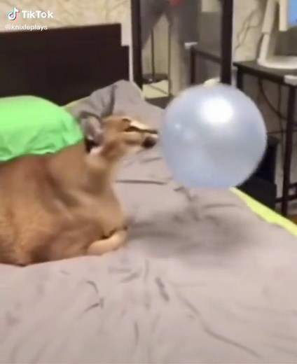 #fyp #floppa NOOOOOOOOOO | floppa