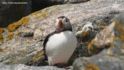 Adopt an Atlantic Puffin today and treat yourself or your loved one to a gift this Valentine’s Day! You’ll receive a plush bird and certificate of adoption with your gift. Adopt by 2/4 to ensure your plush bird and certificate are delivered in time for that special birder in your life for the holidays. | National Audubon Society