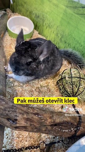 Super zoo na TikTok