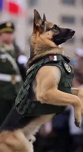 Discipline Beyond Species” | German shepherds