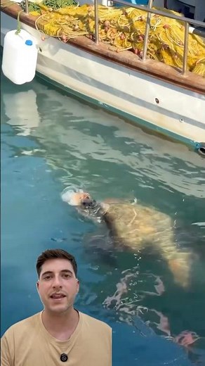 Call the Turtle every day 😱 #animals #curiosities #beach #sea #fishing #nature #fish