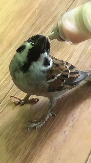 Kwento ng Maya: Alagaan at Pakainin