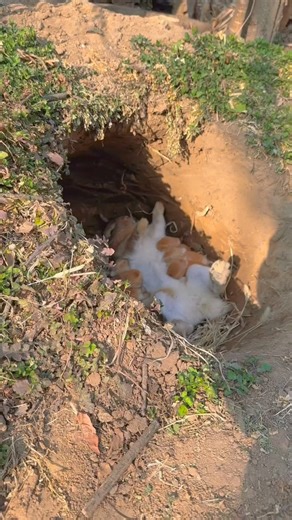 A female rabbit nursing her young 😍 خرگوشنی مادہ بچوں کو دودھ پلاتے ہوئے ❤️ #chiraghgoatfarm #thakydaraziz #shoukatbhatti #trendingreels #everyonefollowers #foryouvideo #amzingvideo #StarsEverywhere #virals #foryou #trending #goats #trendreels2024 #everyonefollowers #enjoy #fypシviralシ2024 #fypシ゚viralシ #fypシ゚viral #fypシ #rabbit #rabbitlife #rabbitfarming #Rabbitkids #viralrabbit | Chiragh Goat Farm -CGF