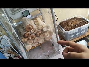 DIY Mushroom Growing Box controlled by Arduino UNO