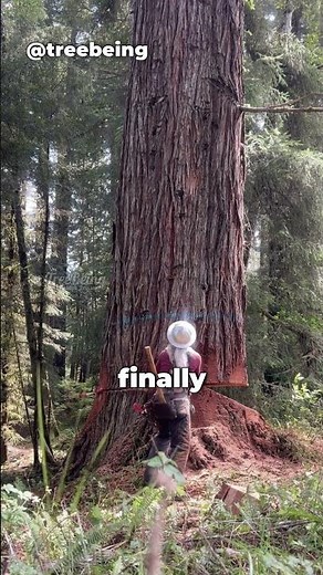 This is how giant trees are cut down! (‪@tree_being‬)