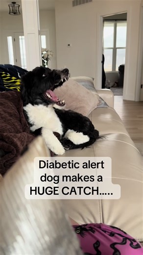 When everyone asks why do you need a service dog if you have a CGM?? Low blood sugar attacks are no joke 👀#type1diabetes #diabetes #chronicillness #servicedog #diabeticalertdog