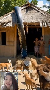 558K views · 2K reactions | Ohhh what a Giant  barks by dogs.. #snake #Giants #doglover #dog #python #animal #animallover #pet #animals #fbreelsfypシ゚ | God's Wealth: My Family | Facebook