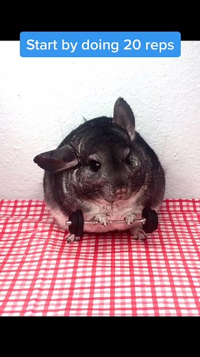 Yuki's Chinchilla Workout Tips