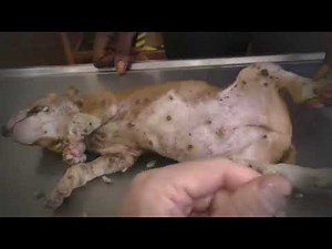 Heartwarming Rescue of a Mango Worm Infested Mother Dog and Her Kittens 1