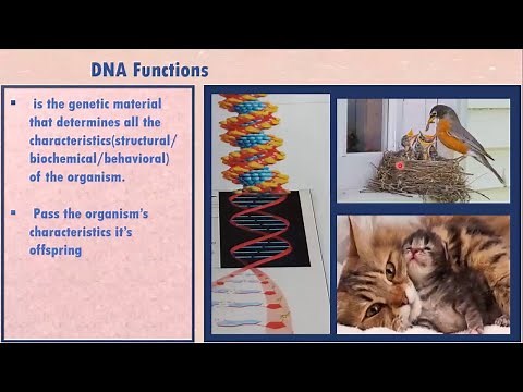 DNA Overview (part 1)