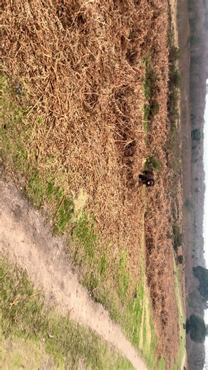 #find #myboy #lovehim #cockerspaniel #wcs