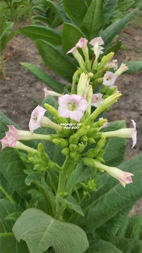 FLOWERING TOBACCO PLANTS ‼️ Nicotiana tabacum #tobacco #bako #nicotianatabacum #nicotiana