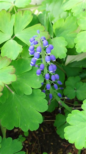 ムスカリ Muscari armeniacum #flowers #spring #nature #garden