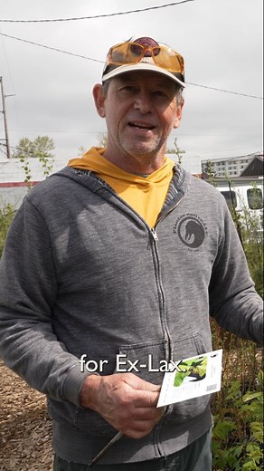 Who knew the key ingredient in Ex-Lax comes from tree bark? Make your own at home! We’re kidding, please don't — but do come pick up a free Cascara Sagrada (the Ex-Lax tree) or Sitka Spruce at either Co-op location tomorrow for Earth Day, April 22, from 2 to 6 p.m. We’ve partnered with local nursery Plantas Nativa to provide these tree starts, each of which will come with simple planting instructions. Why give away trees? Trees are vital partners in our sustainability goal. Each Cascara or Sitka