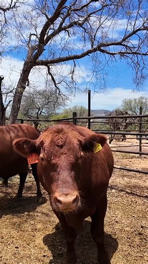 TORAZO RED ANGUS #toro #ganaderia #rancho #toros | Rancho Cinco Talentos Angus