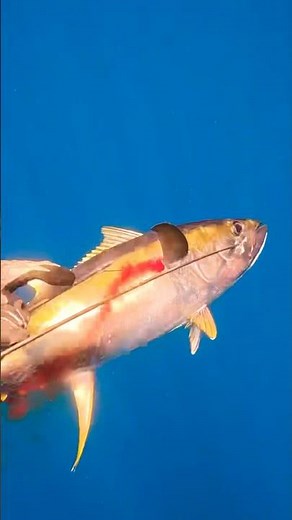 Spearing GIANT yellowfin tuna in Costa Rica 🍣 #deeprepublic #spearfishing #tuna