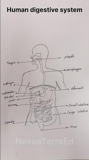 🎥 Easy Biology Drawing | Human Digestive System