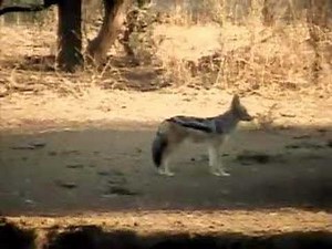 Jackal calling